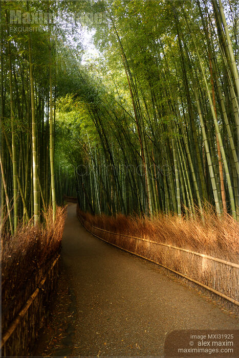Arashiyama bamboo grove artistic tranquil sunlit scenery Stock photo of Arashiyama bamboo grove artistic tranquil sunlit scenery Buy commercial use license at MaximImages