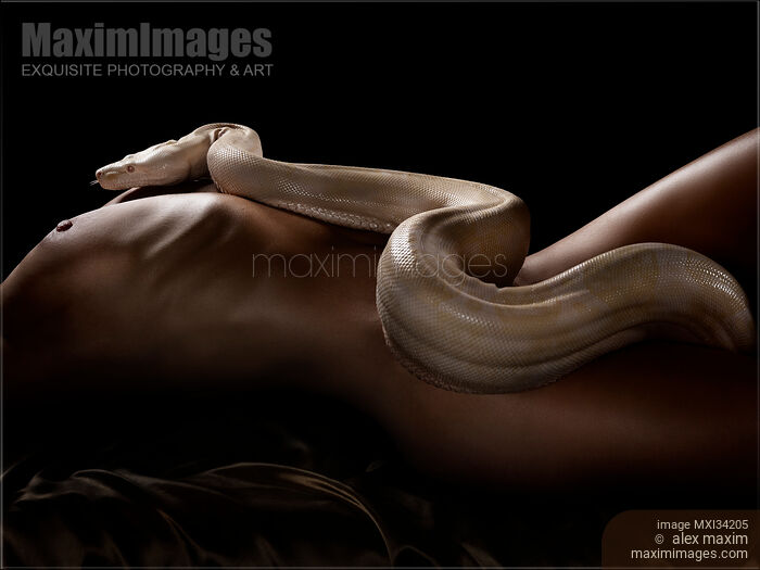 Stock photo of Art nude photograph of a white albino boa snake slithering on sexy naked body of a woman Buy commercial use license at MaximImages