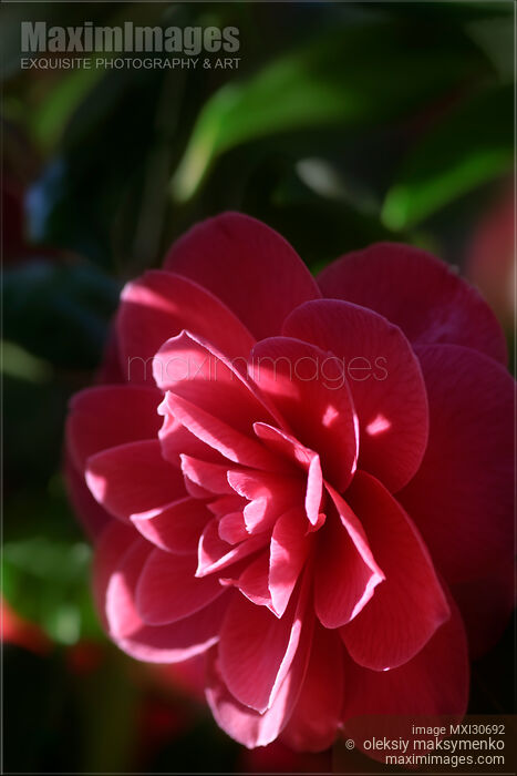 Stock photo of Artistic abstract closeup of a red Camellia Japonica flower petals in shade Buy commercial use license at MaximImages