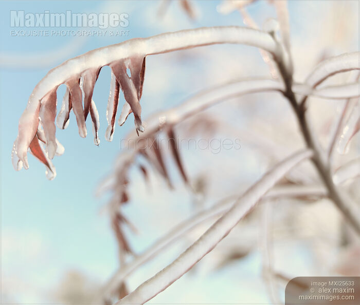 Stock photo of Artistic abstract closeup of frozen tree branches Buy commercial use license at MaximImages