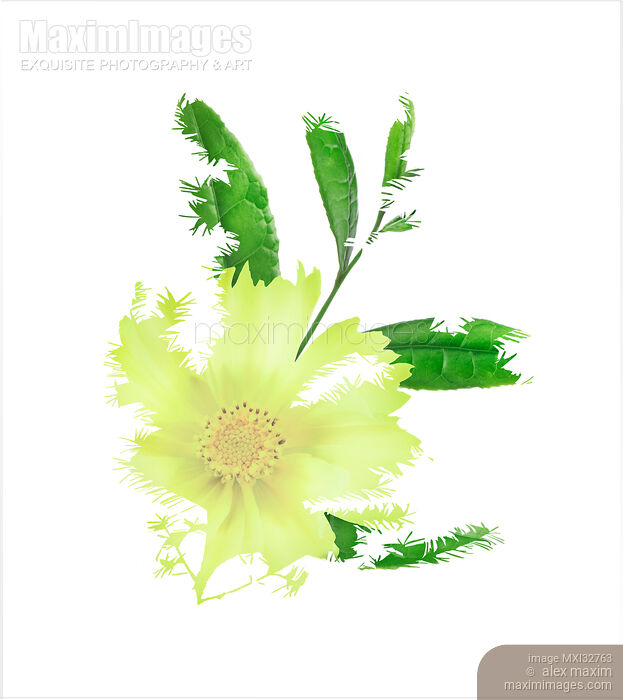 Stock photo of Artistic abstract floral composition of yellow Cosmos flower and green leaves on white Buy commercial use license at MaximImages