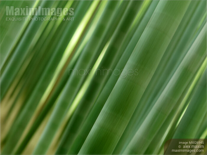 Artistic abstract of bamboo forest culms Stock photo of Artistic abstract of bamboo forest culms Buy commercial use license at MaximImages