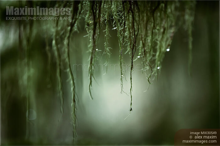 Artistic close-up of water droplets hanging from mossy tree branches in deep green forest Stock photo of Artistic close-up of water droplets hanging from mossy tree branches in deep green forest Buy commercial use license at MaximImages