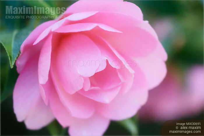 Stock photo of Artistic closeup of a beautiful pink Camellia Japonica flower Buy commercial use license at MaximImages