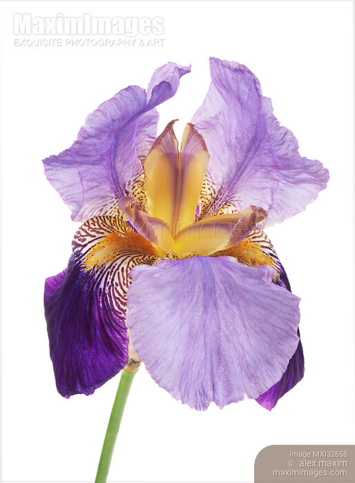 Stock photo of Artistic closeup of a Purple Iris flower with open translucent petals Bearded Iris on white Buy commercial use license at MaximImages