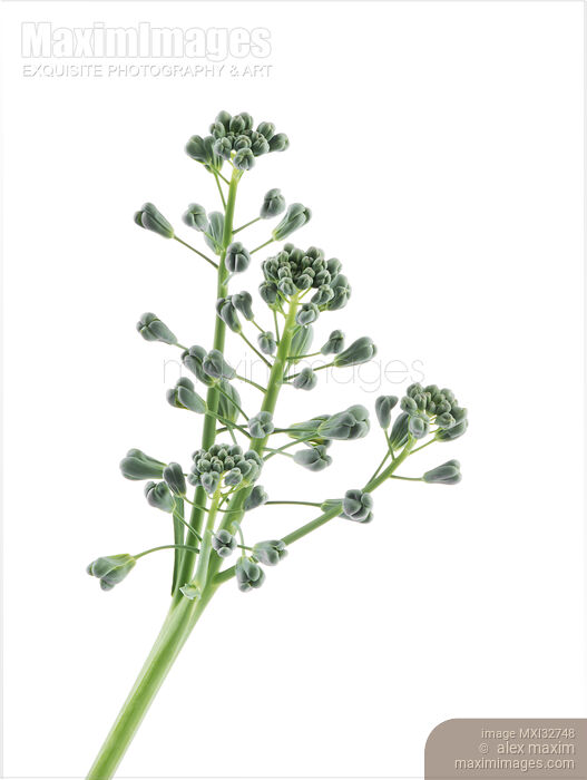 Artistic closeup of broccoli florets isolated on white Stock photo of Artistic closeup of broccoli florets isolated on white Buy commercial use license at MaximImages