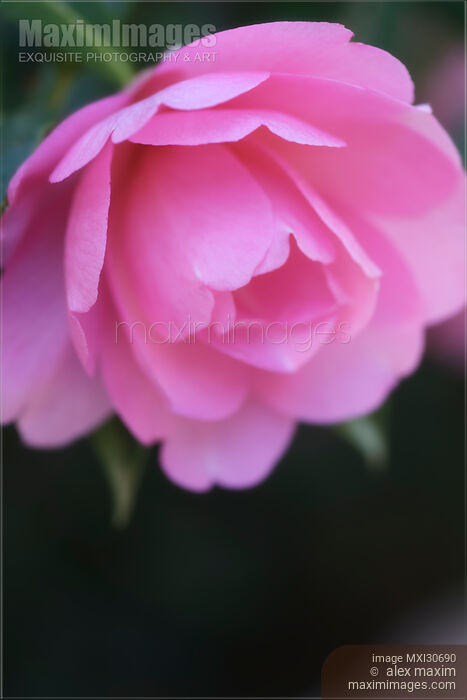 Artistic closeup of Camellia Japonica Pink Perfection flower in soft colors Stock photo of Artistic closeup of Camellia Japonica Pink Perfection flower in soft colors Buy commercial use license at MaximImages
