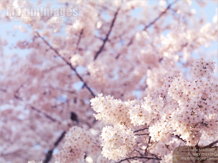 Artistic closeup of cherry blossom Stock photo of Artistic closeup of cherry blossom Buy commercial use license at MaximImages