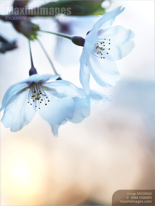Artistic closeup of cherry blossom Stock photo of Artistic closeup of cherry blossom Buy commercial use license at MaximImages
