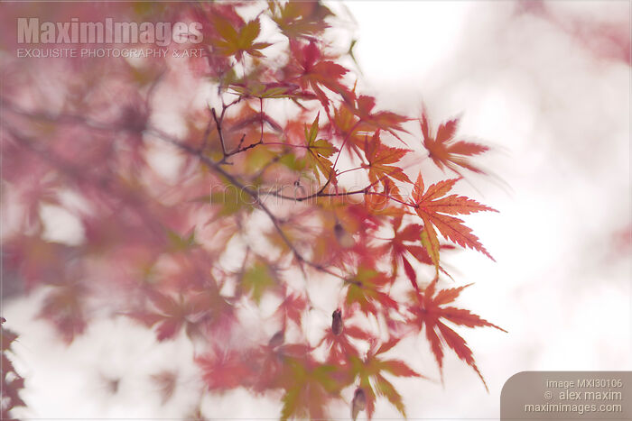 Artistic closeup of Japanese maple red leaves in autumn fog Stock photo of Artistic closeup of Japanese maple red leaves in autumn fog Buy commercial use license at MaximImages
