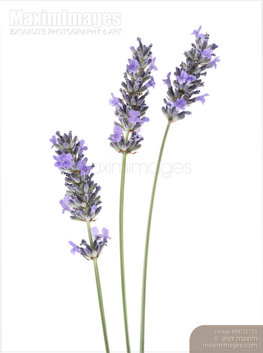 Artistic closeup of three English Lavender stalks with purple flowers Lavandula angustifolia Stock photo of Artistic closeup of three English Lavender stalks with purple flowers Lavandula angustifolia Buy commercial use license at MaximImages