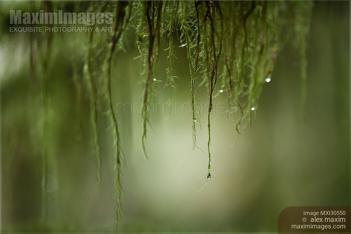 Stock photo of Artistic closeup of water drops on mossy tree branches Buy commercial use license at MaximImages
