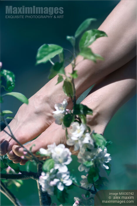 Artistic closeup of young woman bare feet touching the apple tree blossoms Stock photo of Artistic closeup of young woman bare feet touching the apple tree blossoms Buy commercial use license at MaximImages
