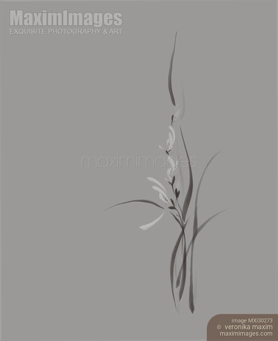 Artistic elegant orchid flowers floral design on light gray background Stock image of Artistic elegant orchid flowers floral design on light gray background Buy commercial use license at MaximImages