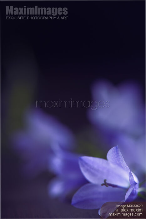 Artistic floral still life of little purple bellflowers in soft focus on black background Stock photo of Artistic floral still life of little purple bellflowers in soft focus on black background Buy commercial use license at MaximImages