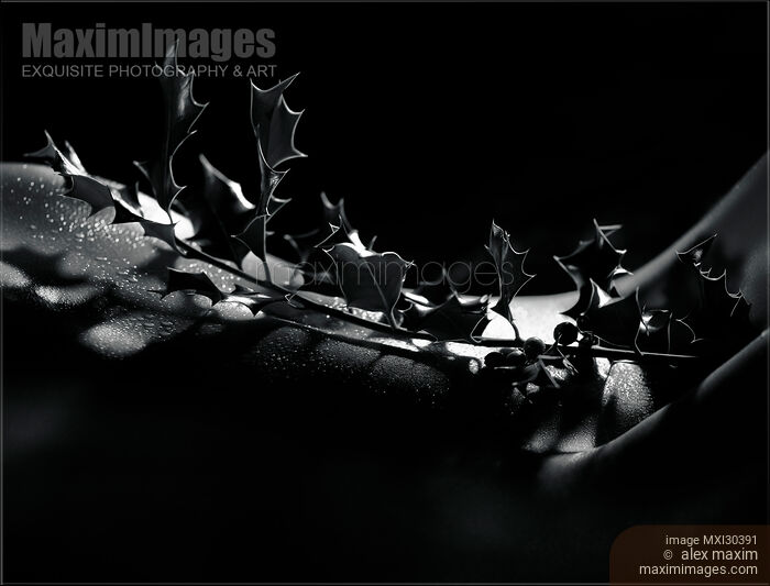 Artistic nude abstract closeup of a thorny Holly tree branch on a woman stomach Stock photo of Artistic nude abstract closeup of a thorny Holly tree branch on a woman stomach Buy commercial use license at MaximImages