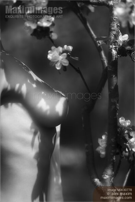 Artistic nude black and white closeup of a naked woman breast under apple tree blossom flowers Stock photo of Artistic nude black and white closeup of a naked woman breast under apple tree blossom flowers Buy commercial use license at MaximImages