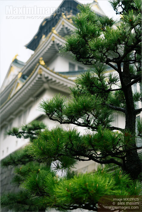 Stock photo of Artistic scenery of Osaka Castle Osakajo and Japanese pine tree on tranquil rainy misty morning Buy commercial use license at MaximImages