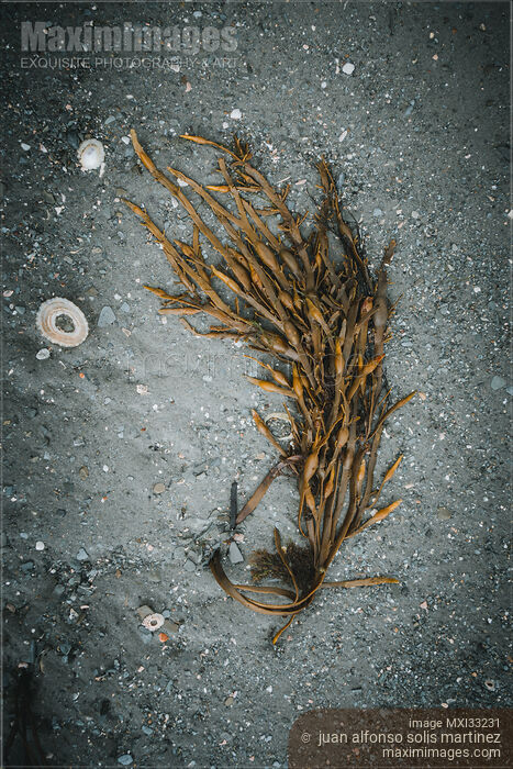 Stock photo of Artistic still life of seaweed on sandy sea shore Buy commercial use license at MaximImages