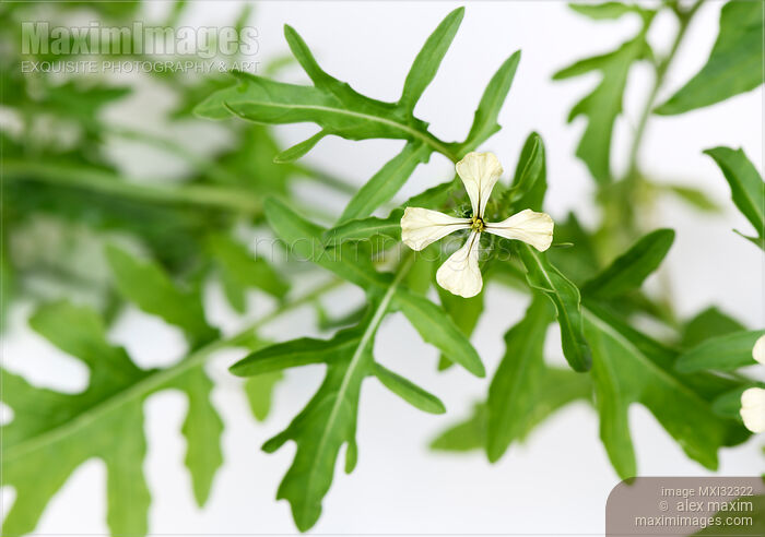 Arugula Eruca vesicaria Rocket closeup of plant Stock photo of Arugula Eruca vesicaria Rocket closeup of plant Buy commercial use license at MaximImages