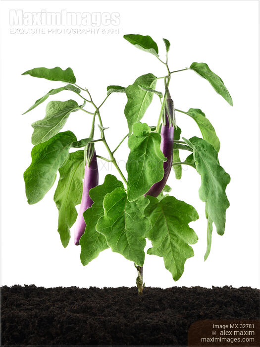 Asian eggplant aubergine plant Ping Tung Long fruiting with purple eggplants isolated on white Stock photo of Asian eggplant aubergine plant Ping Tung Long fruiting with purple eggplants isolated on white Buy commercial use license at MaximImages
