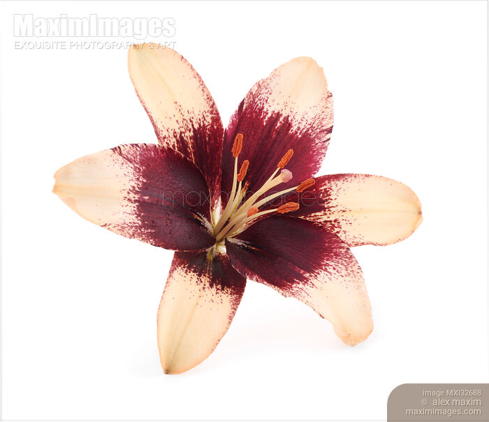 Asiatic lily artistic closeup of yellow purple red flower isolated on white background Stock photo of Asiatic lily artistic closeup of yellow purple red flower isolated on white background Buy commercial use license at MaximImages