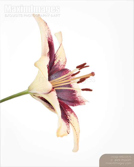 Asiatic lily closeup of yellow purple red flower isolated on white Stock photo of Asiatic lily closeup of yellow purple red flower isolated on white Buy commercial use license at MaximImages