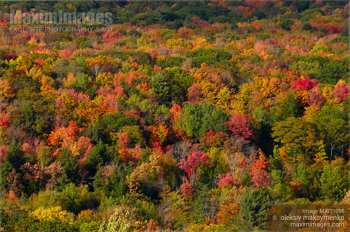 Stock photo of Autumn in Ontario Buy commercial use license at MaximImages