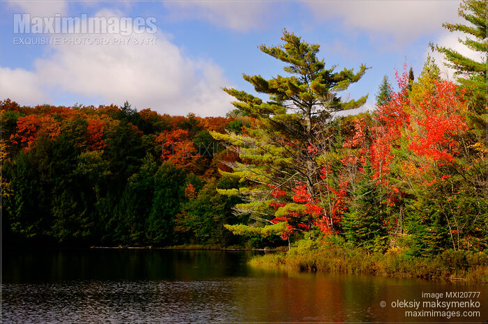 Autumn Nature Stock photo of Autumn Nature Buy commercial use license at MaximImages