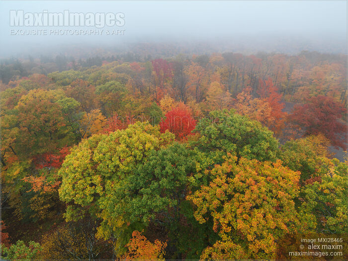 Autumn trees nature scenery of Muskoka Ontario in fog Stock photo of Autumn trees nature scenery of Muskoka Ontario in fog Buy commercial use license at MaximImages