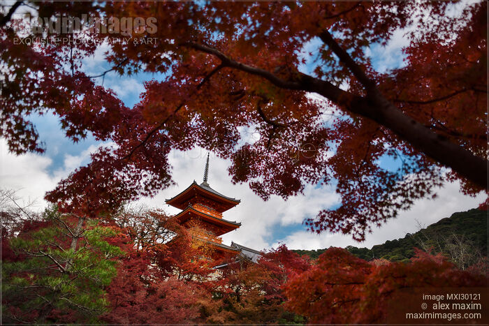 Autumnt scenery with red Japanese maples and Sanjunoto pagoda of Kiyomizu-dera in Kyoto Japan Stock photo of Autumnt scenery with red Japanese maples and Sanjunoto pagoda of Kiyomizu-dera in Kyoto Japan Buy commercial use license at MaximImages