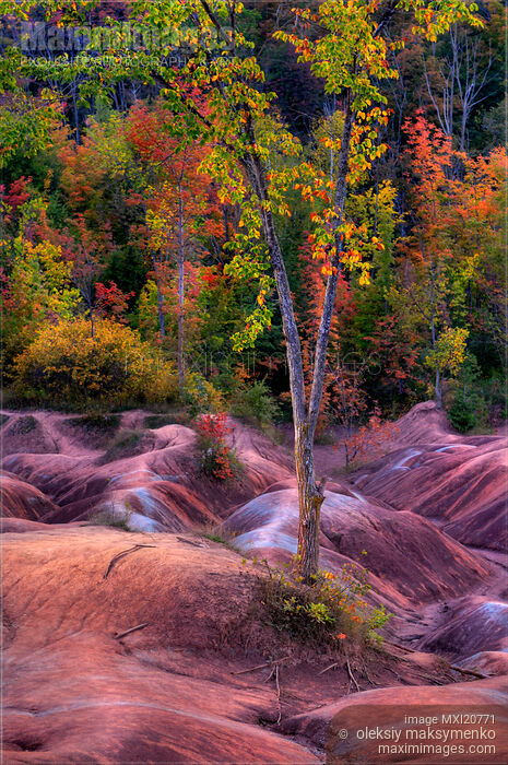 Stock photo of Badlands autumn scenery Buy commercial use license at MaximImages