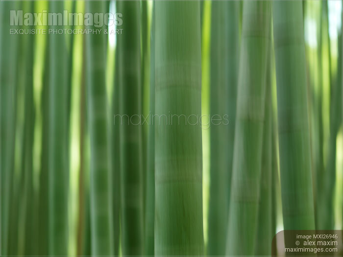 Bamboo forest abstract closeup of stems Stock photo of Bamboo forest abstract closeup of stems Buy commercial use license at MaximImages