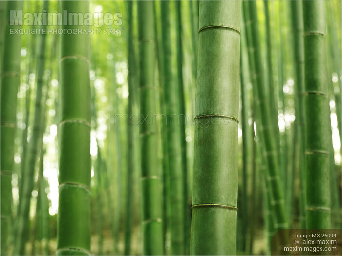 Stock photo of Bamboo forest closeup green abstract background Buy commercial use license at MaximImages