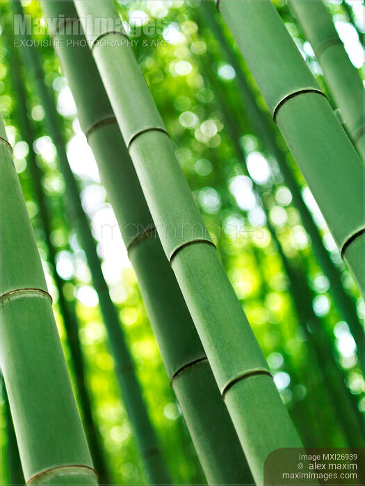 Stock photo of Bamboo forest closeup of culms Buy commercial use license at MaximImages
