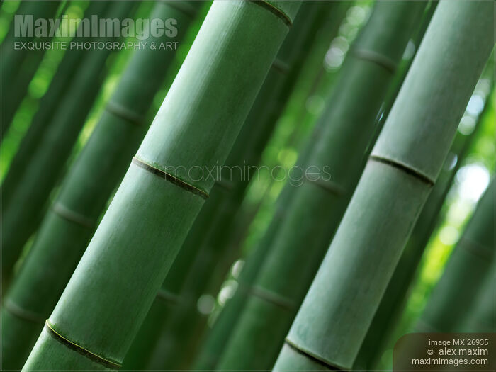 Stock photo of Bamboo forest closeup of stems Buy commercial use license at MaximImages