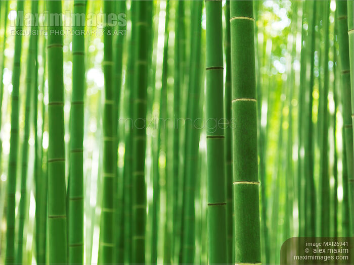 Bamboo forest culms closeup abstract background Stock photo of Bamboo forest culms closeup abstract background Buy commercial use license at MaximImages
