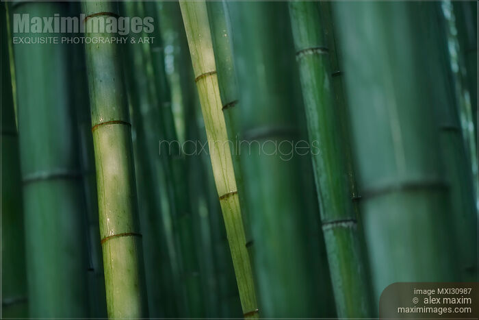 Bamboo forest in deep green colors dramatic abstract background Stock photo of Bamboo forest in deep green colors dramatic abstract background Buy commercial use license at MaximImages