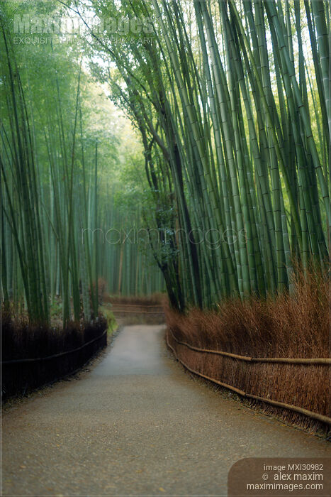 Stock photo of Bamboo forest scenery in Arashiyama Kyoto Buy commercial use license at MaximImages