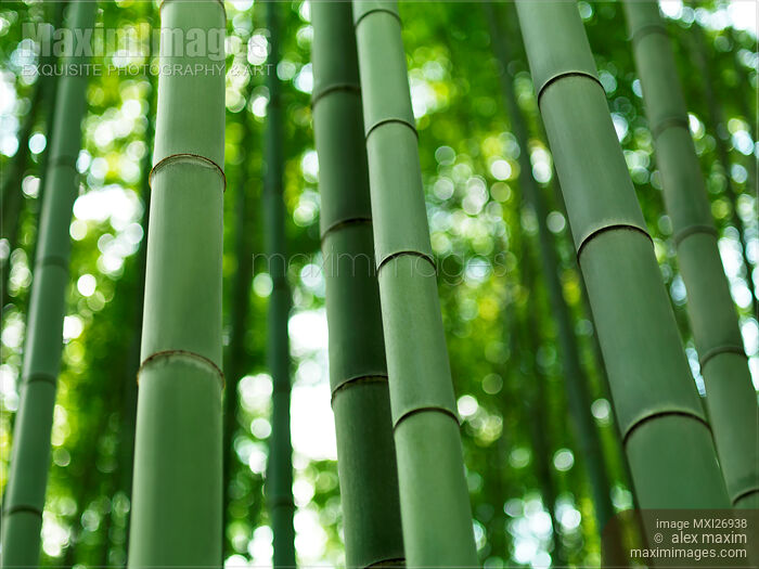 Bamboo forest stems clsoeup Stock photo of Bamboo forest stems clsoeup Buy commercial use license at MaximImages