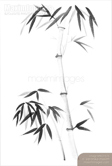 Stock image of Bamboo stalk and a young root shoot with bushy leaves sumi-e design Buy commercial use license at MaximImages