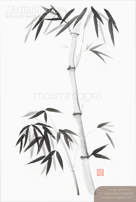 Stock image of Bamboo stalk with bushy leaves sumi-e black ink painting on white Buy commercial use license at MaximImages