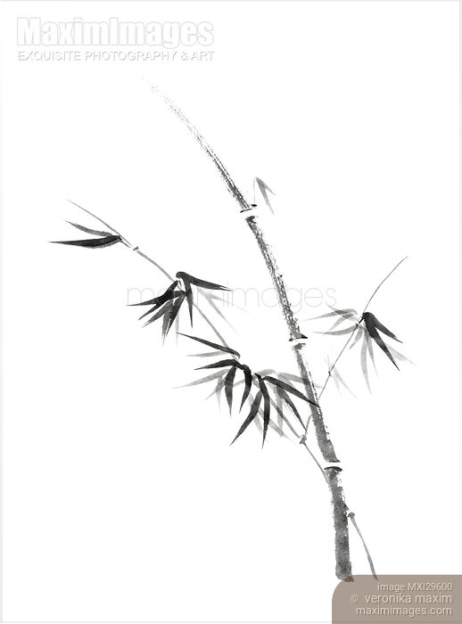 Stock image of Bamboo stalk with young leaves minimalistic Sumi-e Japanese Zen painting artwork Buy commercial use license at MaximImages