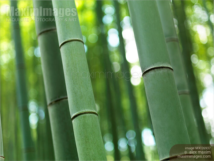 Stock photo of Bamboo stems Buy commercial use license at MaximImages