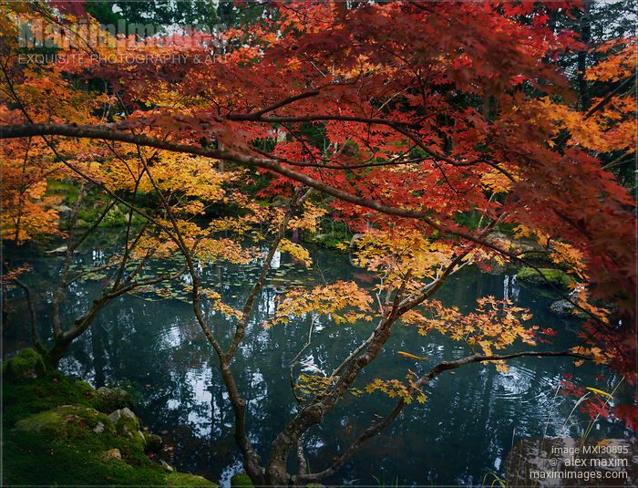 Stock photo of Beautiful autumn scenery at Tenjuan Temple Japanese pond garden in Kyoto Buy commercial use license at MaximImages
