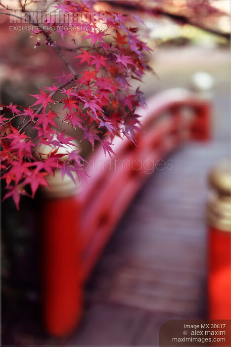 Beautiful autumn scenery of a red arched Japanese bridge in a garden in Kyoto Stock photo of Beautiful autumn scenery of a red arched Japanese bridge in a garden in Kyoto Buy commercial use license at MaximImages
