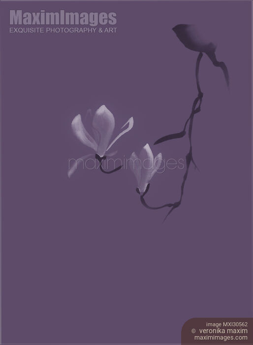 Stock image of Beautiful blossoming magnolia branch and flowers Zen style illustration design in purple Buy commercial use license at MaximImages