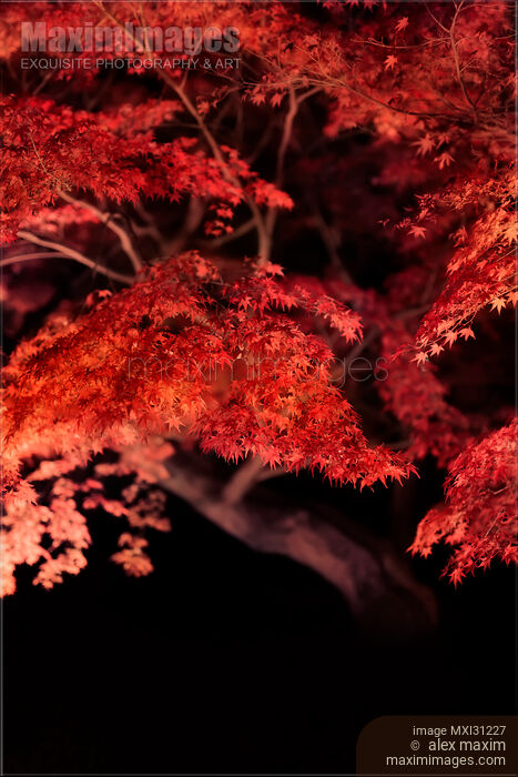 Beautiful bright red Japanese maple tree autumn foliage illuminated at night in Kyoto Stock photo of Beautiful bright red Japanese maple tree autumn foliage illuminated at night in Kyoto Buy commercial use license at MaximImages