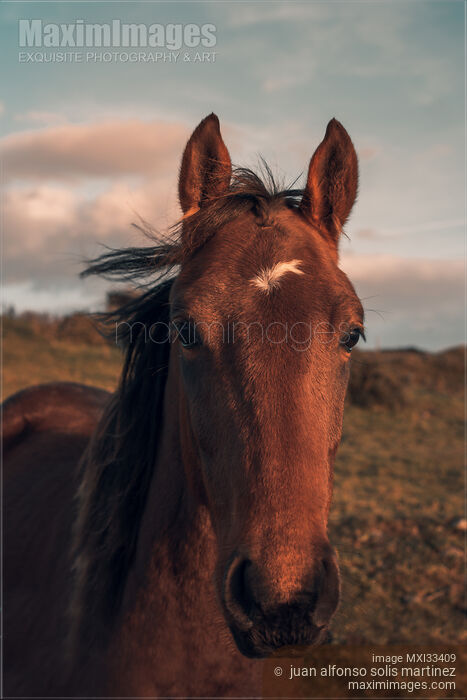 Stock photo of Beautiful brown horse face in sunset Buy commercial use license at MaximImages