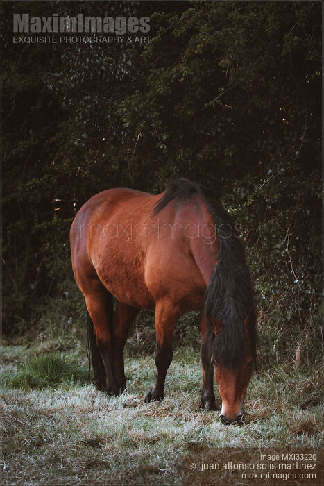 Stock photo of Beautiful brown horse grazing in the grass Buy commercial use license at MaximImages